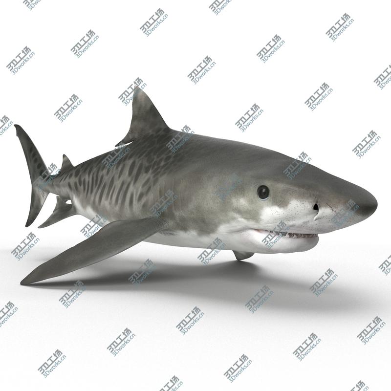 images/goods_img/202105074/Tiger Shark Rigged for Cinema 4D/3.jpg